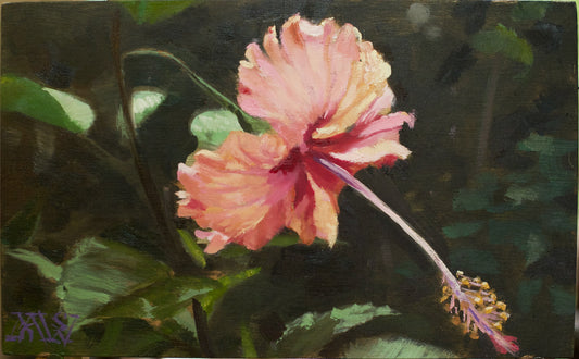 Peach Hibiscus