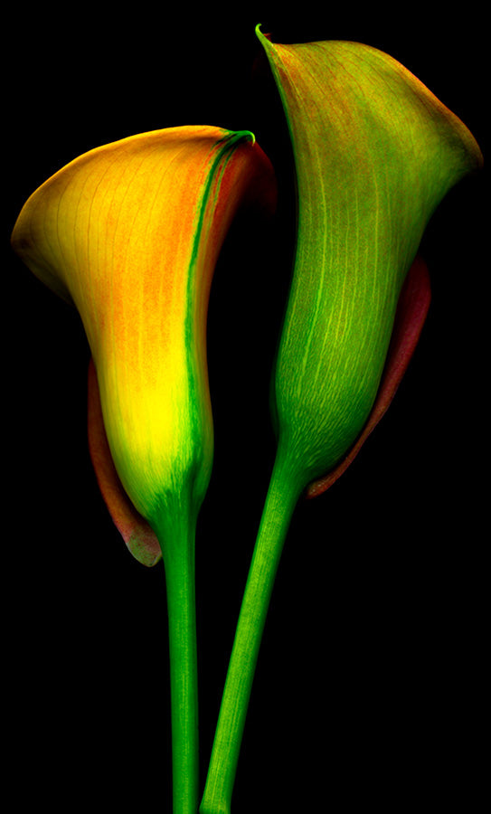 Calla Duo