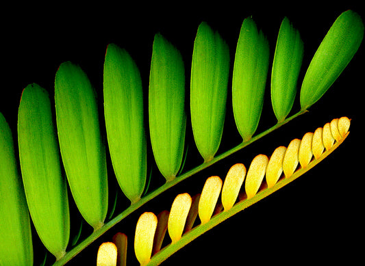 Cardboard Palm