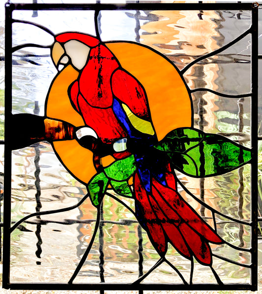 Scarlet Macaw