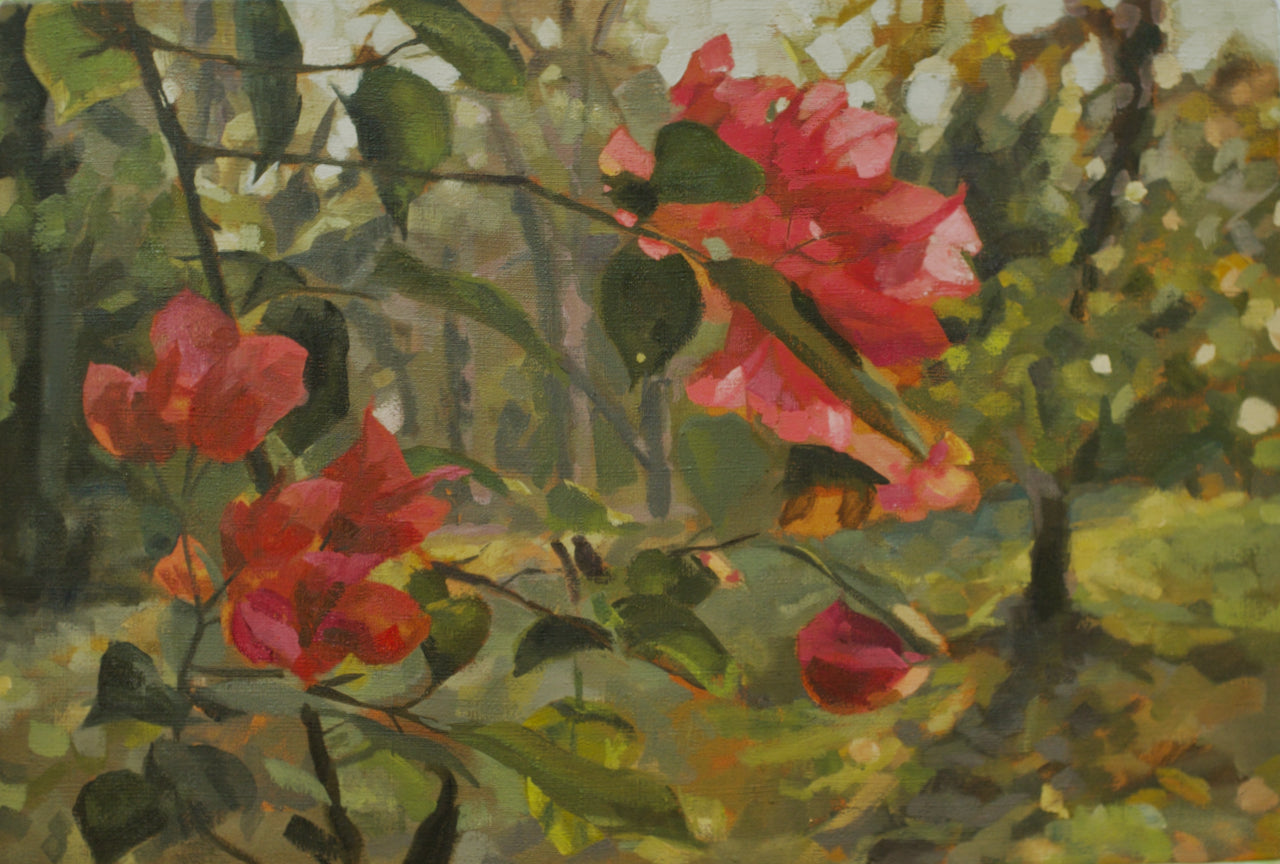 Sunrise Out Front (Bougainvillea)