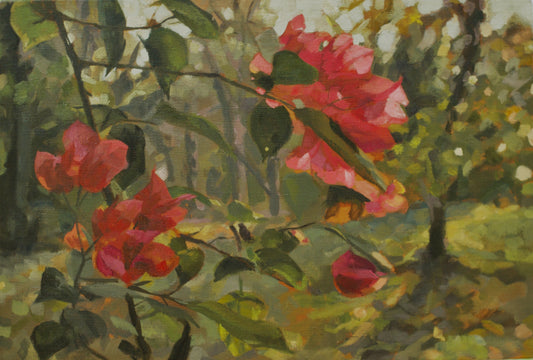Sunrise Out Front (Bougainvillea)