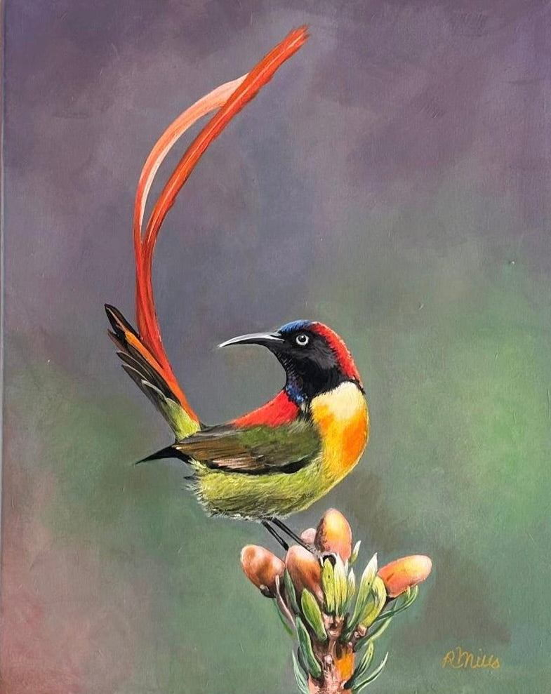 Fire Tailed Sunbird